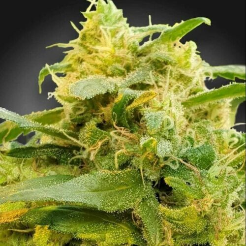 Divine CBD Feminised Seeds