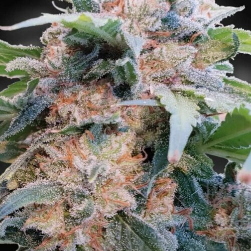 Dream CBD Feminised Seeds