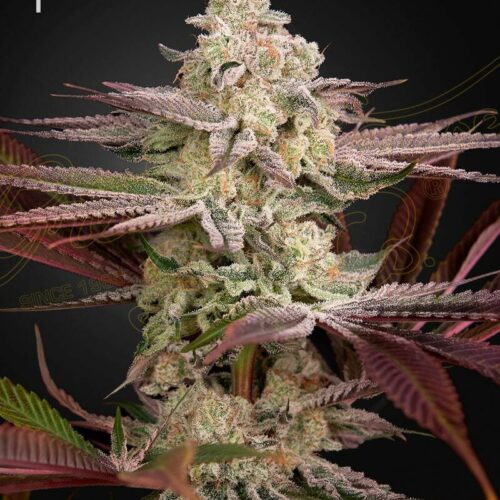 Chemical Bride Feminised Seeds