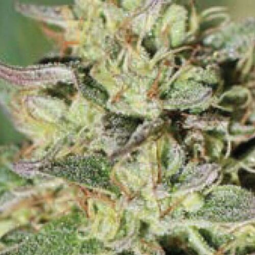 Wedding Tree Feminised Cannabis Seeds by Humboldt Seed Co