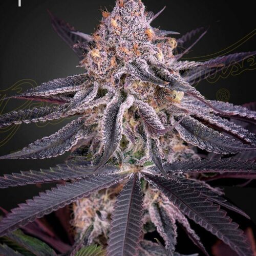 King's Juice Feminised Seeds