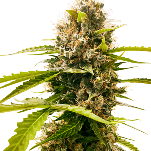 Mandarin Punch Feminised Cannabis Seeds by Sensi Seeds Research