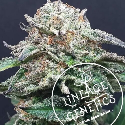 Mango Heaven Regular Cannabis Seeds by Lineage Genetics