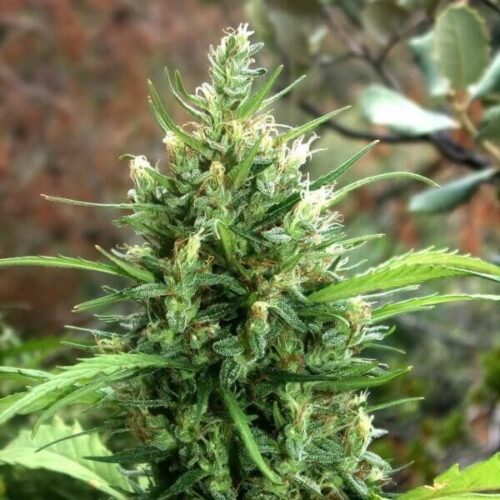 Moroccan Beldia Regular Cannabis Seeds by Khalifa Genetics