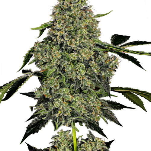 OG Kush Auto Feminised Cannabis Seeds by White Label Seed Company