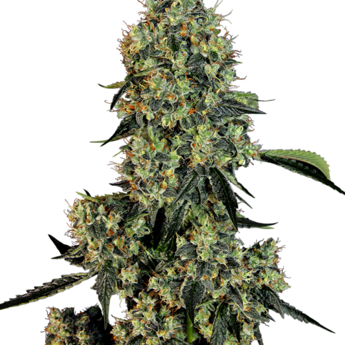 OG Kush Feminised Cannabis Seeds by White Label Seed Company