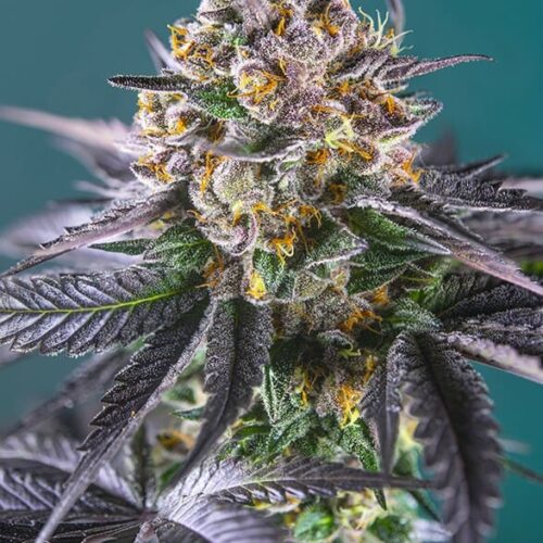 Red Strawberry Banana Auto Feminised Cannabis Seeds by Sweet Seeds