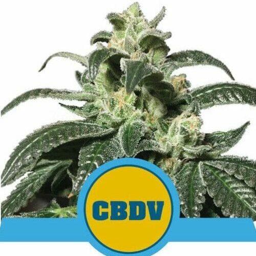 Royal CBDV Auto Feminised Cannabis Seeds by Royal Queen Seeds