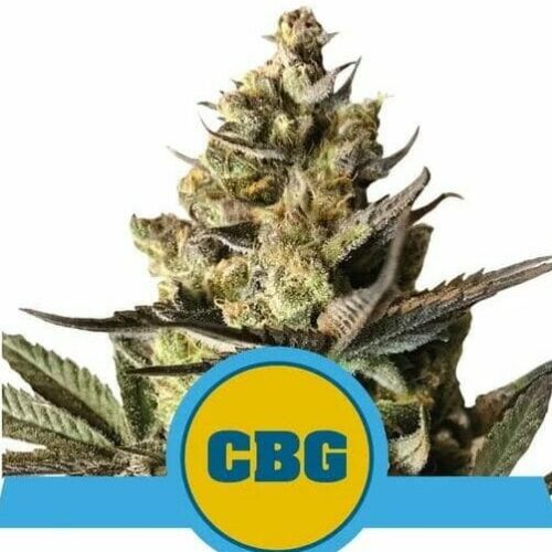 Royal CBG Auto Feminised Cannabis Seeds by Royal Queen Seeds