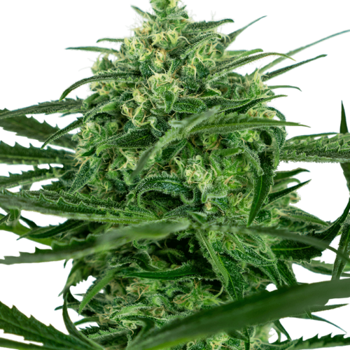 Sensi Amnesia Feminised Cannabis Seeds by Sensi Seeds