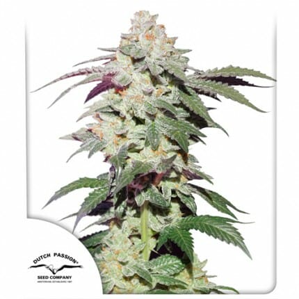 Skywalker Haze Feminised Cannabis Seeds by Dutch Passion