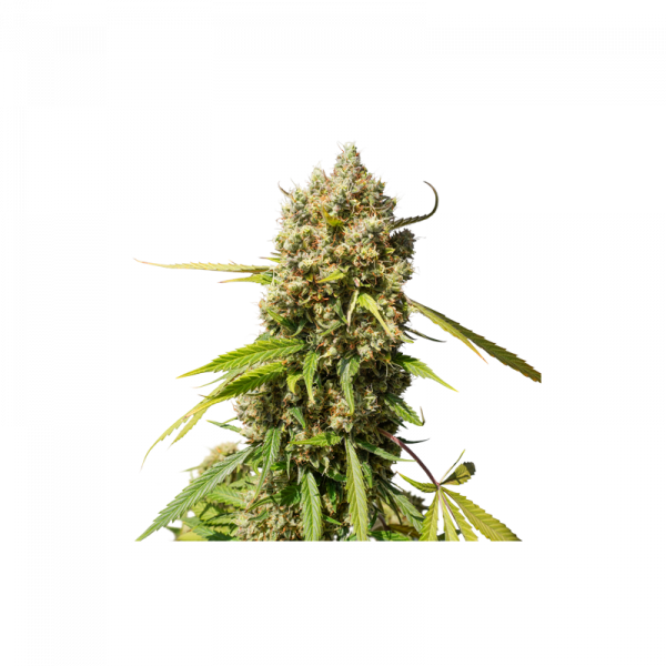 Elephant Auto Feminised Cannabis Seeds by Super Sativa Seed Club