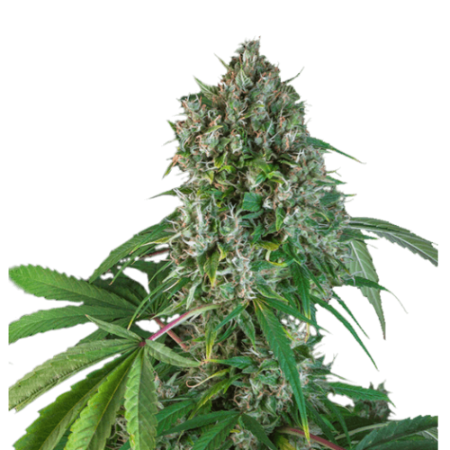 Karel's Herer Haze Feminised Cannabis Seeds by Super Sativa Seed Club