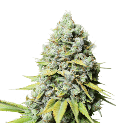 Kosher Haze Feminised Cannabis Seeds by Super Sativa Seed Club