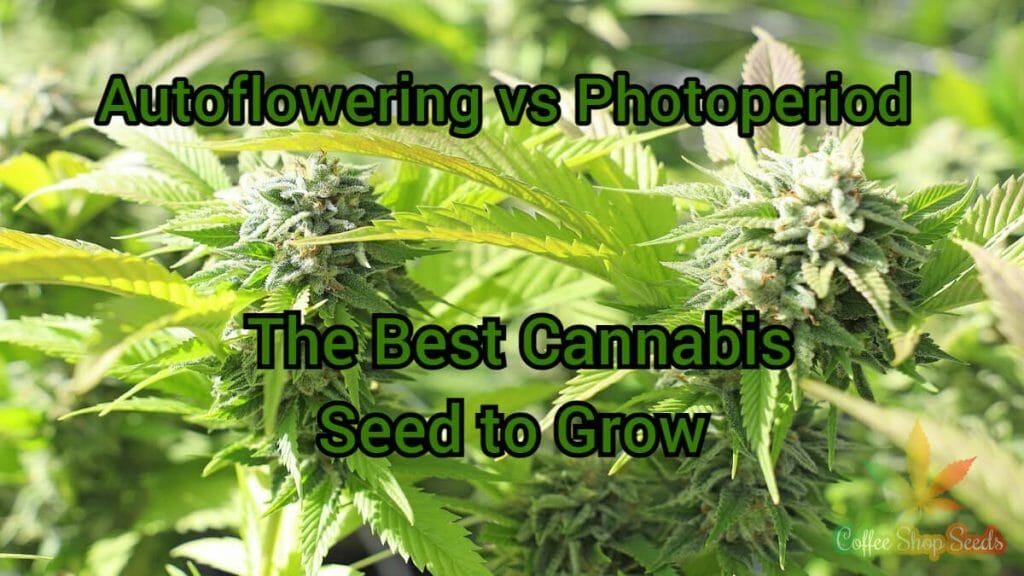 Autoflowering vs Photoperiod