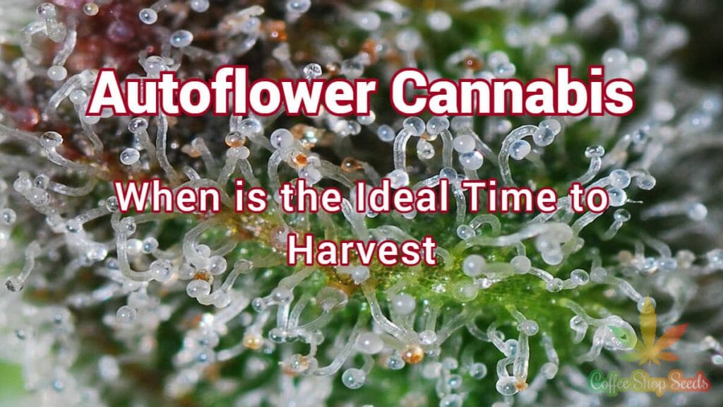 Autoflower Cannabis - When is the Ideal Time to Harvest