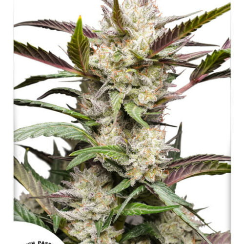 Mimosa Punch Auto Feminised Cannabis Seeds by Dutch Passion