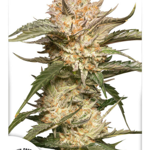 Trichome & Cream Auto Feminised Cannabis Seeds by Dutch Passion