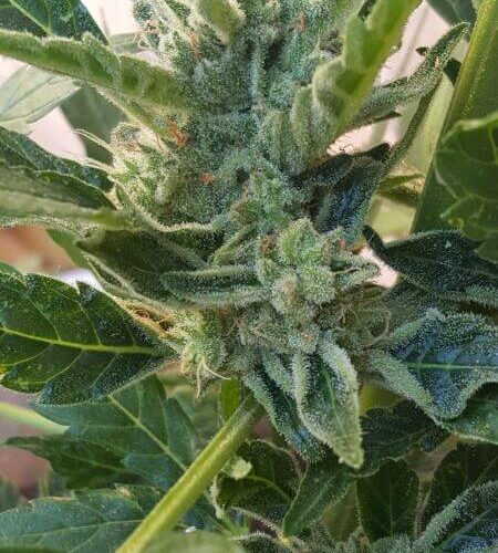 Banana Zkittlez Auto Feminised Cannabis Seeds by Philosopher Seeds