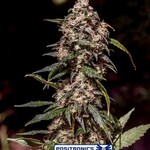 CBD 1:20 Feminised Cannabis Seeds by Positronic Seeds