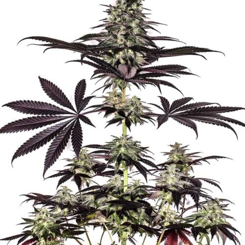 Caramel Ice CBD Express Auto Feminised Cannabis Seeds by Positronic Seeds