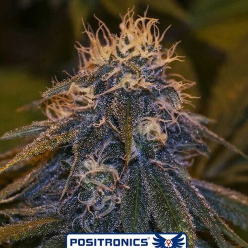 Critical #47 Express Auto Feminised Cannabis Seeds by Positronics