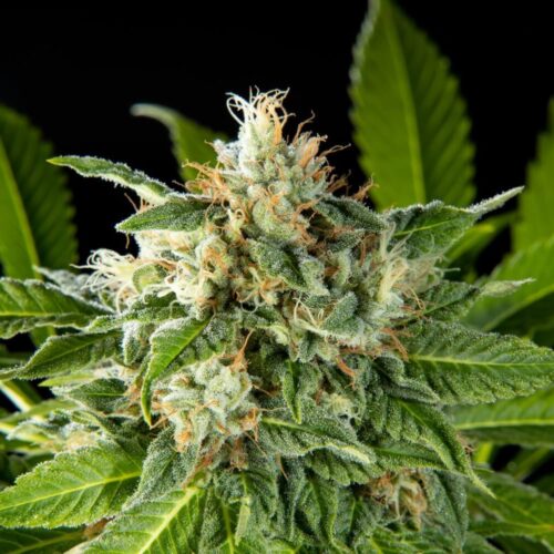 Da Critical Feminised Cannabis Seeds by Philosopher Seeds