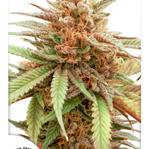 Durban Dew Feminised Cannabis Seeds by Dutch Passion