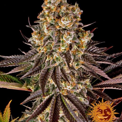 Gelato 45 Feminised Cannabis Seeds by Barney's Farm