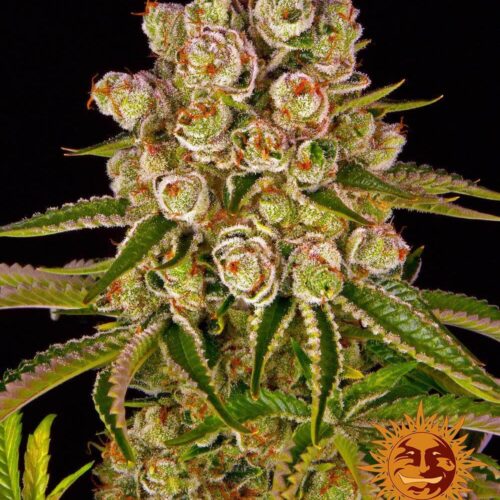 Kush Mintz Feminised Cannabis Seeds by Barney's Farm