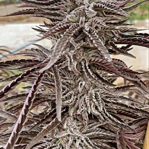 Lemon Caramel Regular Cannabis Seeds by Purple City Genetics