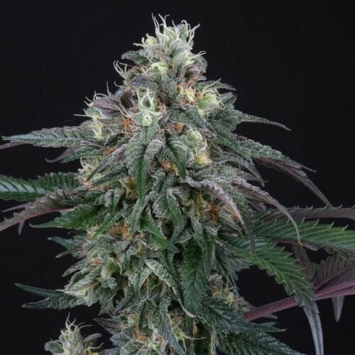 Lemon Curd Feminised Cannabis Seeds by Perfect Tree Seeds