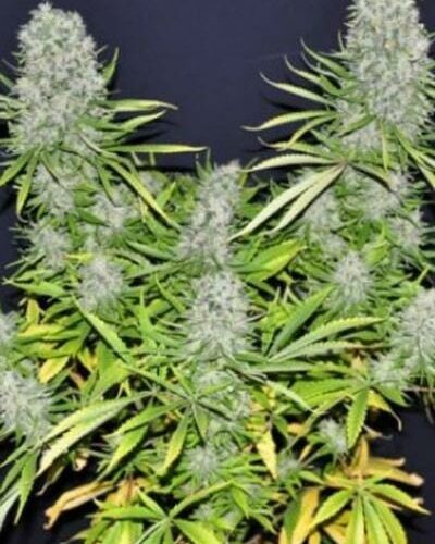 Malawi Regular Cannabis Seeds - Breeders Pack by Ace Seeds