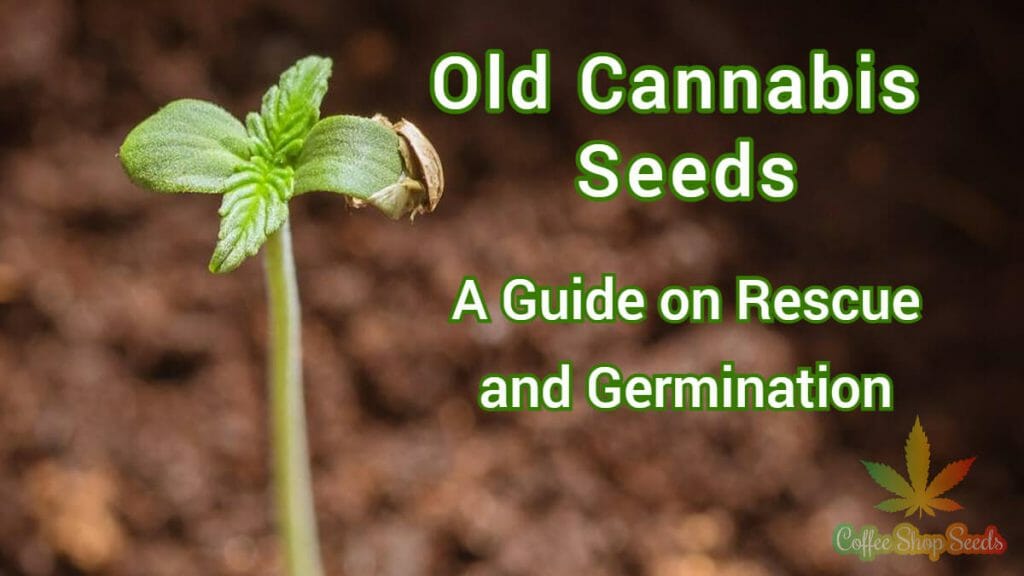 Old Cannabis Seeds - A Guide on Rescue and Germination