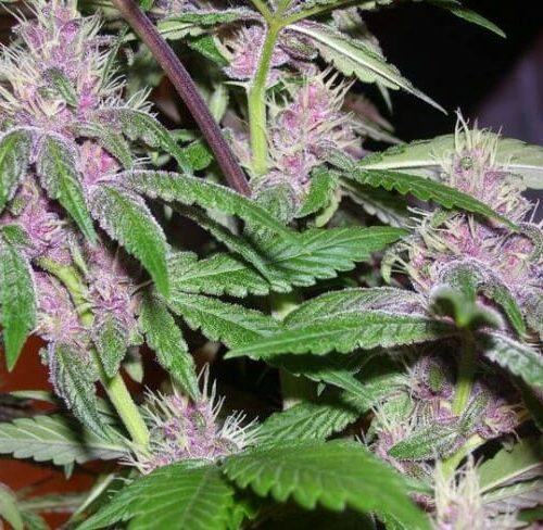 Pakistan Chitral Kush Regular Cannabis Seeds