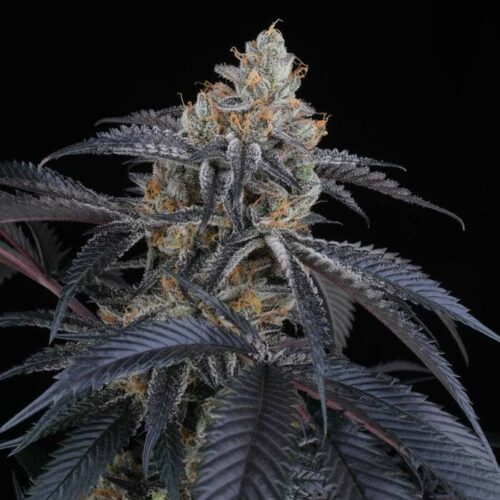 Peach Lassi Feminised Cannabis Seeds by Perfect Tree Seeds