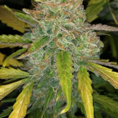 Purple Sunset Auto Feminised Cannabis Seeds by Philosopher Seeds