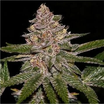 Radical Juice Feminised Cannabis Seeds by Ripper Seeds