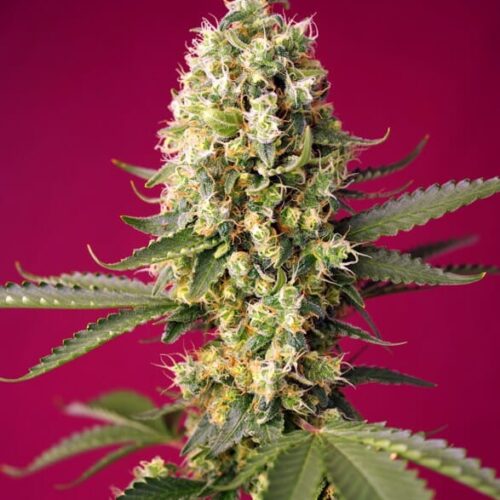 Skywalker OG Runtz XL Auto Feminised Cannabis Seeds by Sweet Seeds