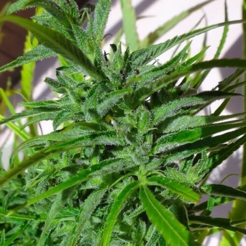 Thai Regular Cannabis Seeds by Ace Seeds