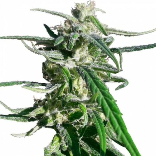 Thai A5 Haze Feminised Cannabis Seeds by Ace Seeds