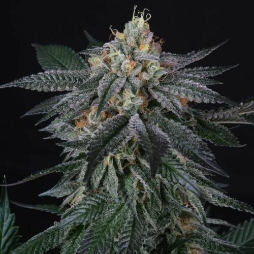 Zaizai Feminised Cannabis Seeds by Perfect Tree Seeds