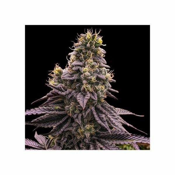 Zombie Bride Feminised Cannabis Seeds by Ripper Seeds