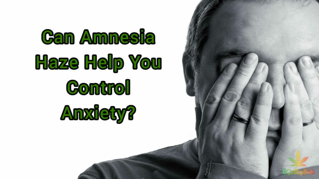 Can Amnesia Haze Help You Control Anxiety?