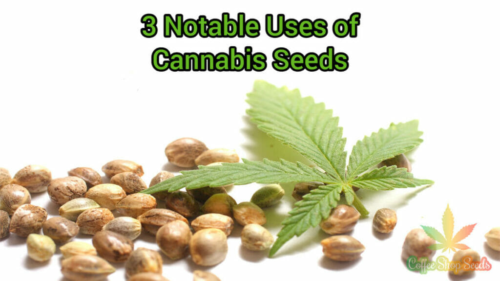 Notable Uses of Cannabis Seeds