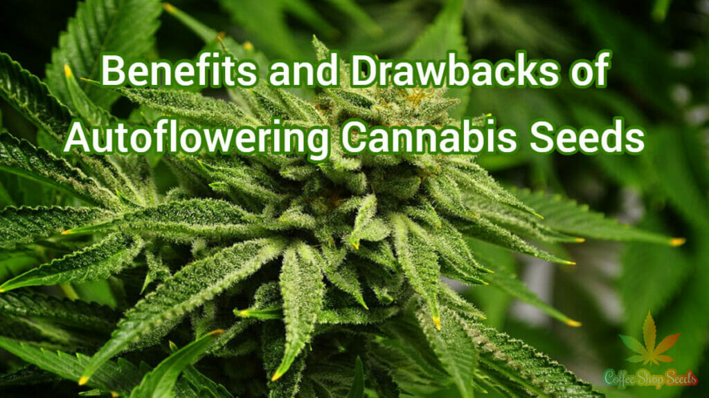 Benefits and Drawbacks of Autoflowering Cannabis Seeds