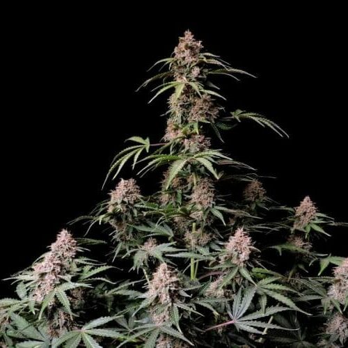 Amnesia Zkittlez Auto Feminised Cannabis Seeds by FastBuds