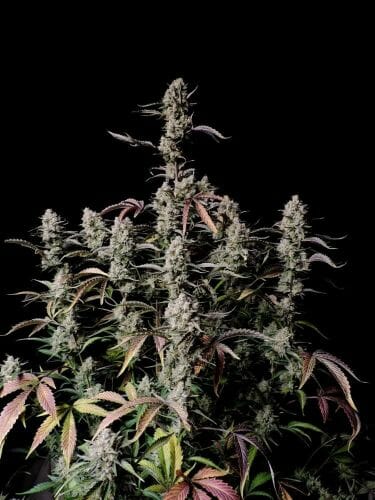 Gorilla Zkittlez Auto Feminised Cannabis Seeds by FastBuds