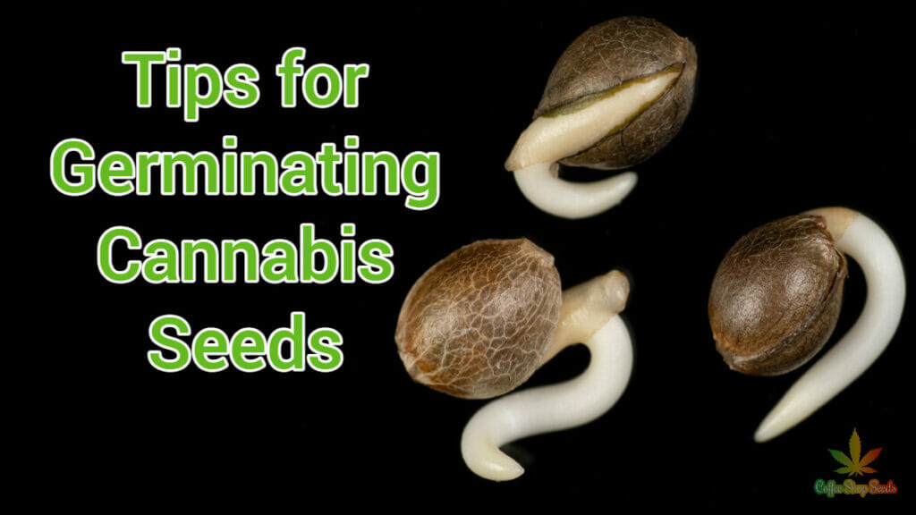 Germinating cannabis seeds