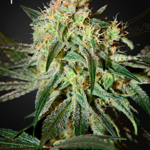 Damn Sour Feminised Cannabis Seeds by Greenhouse Seed Co